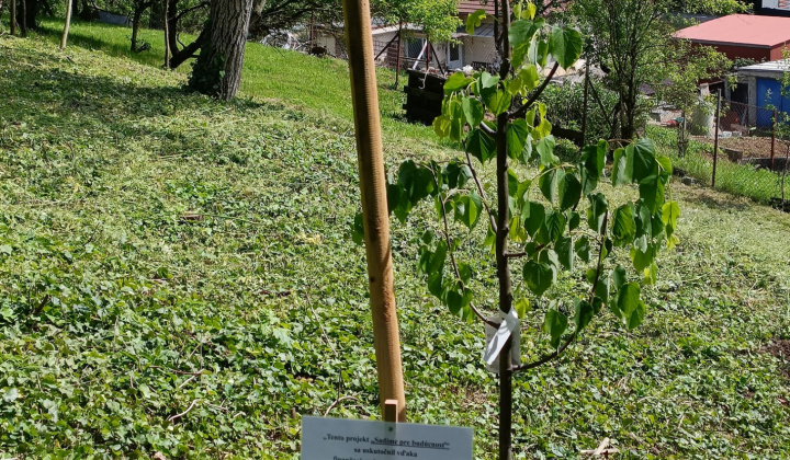 Aktuality / Výsadba stromčekov - 