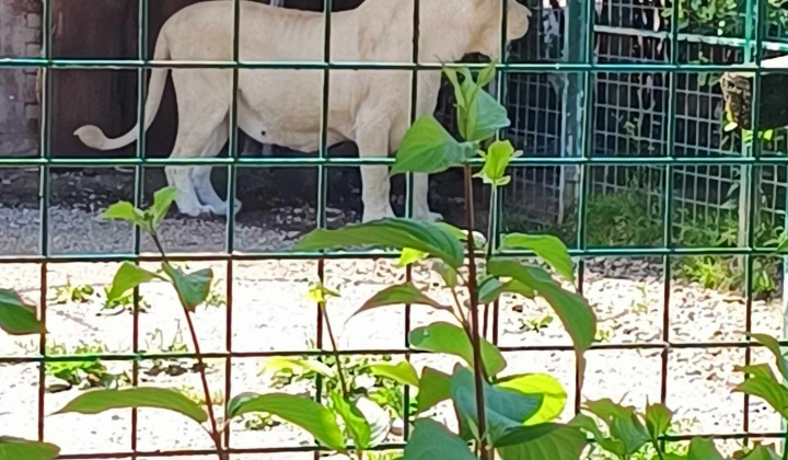 Aktuality / Výlet detí z MŠ Krškany-Pantherapark Turá - foto
