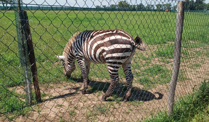 Aktuality / Výlet detí z MŠ Krškany-Pantherapark Turá - foto