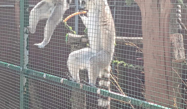 Aktuality / Výlet detí z MŠ Krškany-Pantherapark Turá - foto