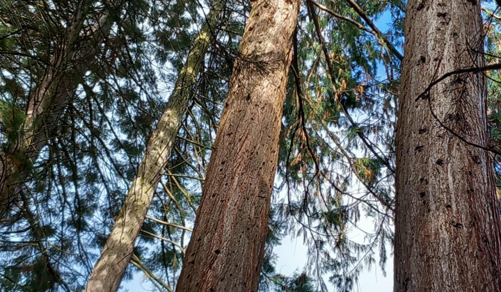 Aktuality / Navštívili sme Lesnícke arborétum Kysihýbel - foto