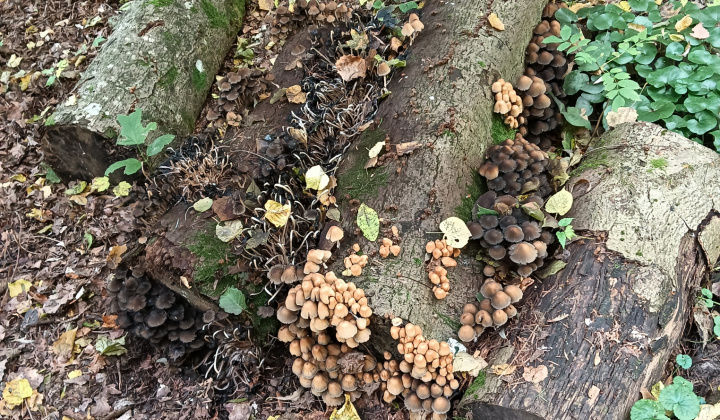 Aktuality / Navštívili sme Lesnícke arborétum Kysihýbel - foto