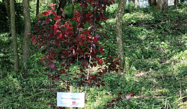 Aktuality / Ako sa z chátrajúcej obecnej budovy stala Lesná škola NATURA - foto
