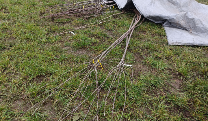 Cesta zdravia v Krškanoch  - 22.11.2025