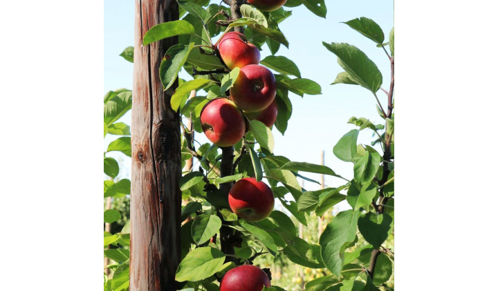 Fotka pre článok Pozvánka na výsadbu ovocných stromov ''Cesta zdravia v Krškanoch''