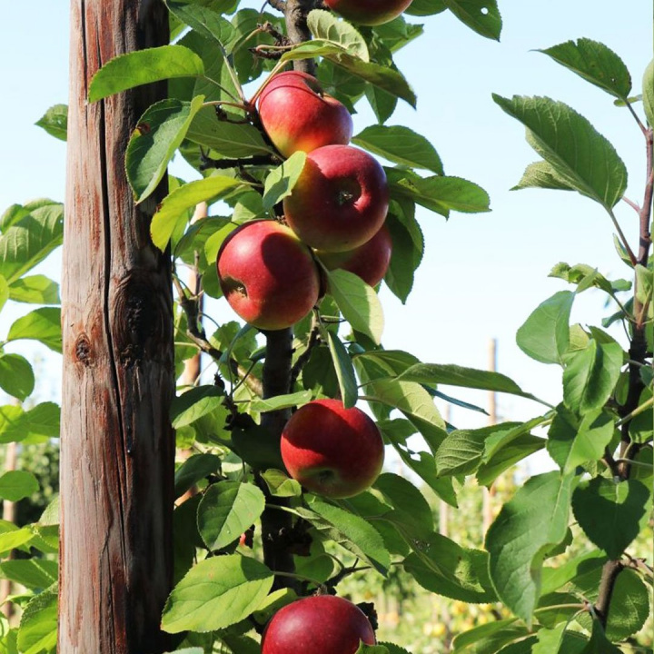 Menšia fotka pre článok Pozvánka na výsadbu ovocných stromov ''Cesta zdravia v Krškanoch''